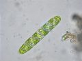 Spirotaenia condensata